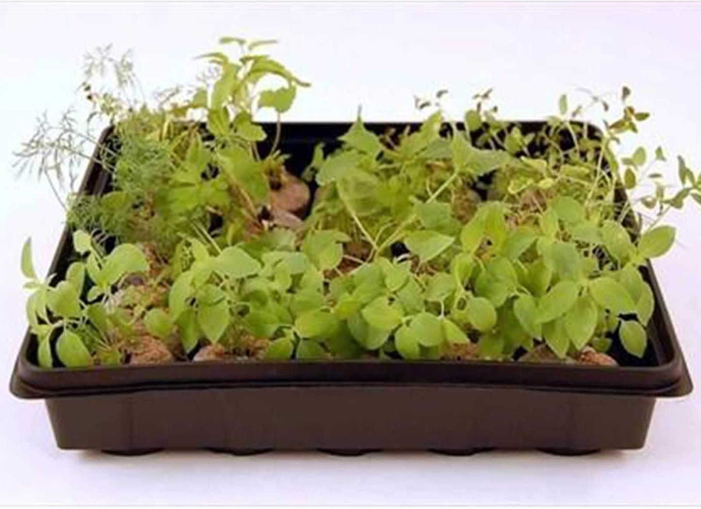 10" x 10" Garden Growing Trays with Drain Holes - 5-pack Recyclable Plastic Plant Trays for Wheatgrass Sprouting Tray, Microgreens Growing Trays, Hydroponic Trays, Nursery Flats, & Greenhouse Supplies