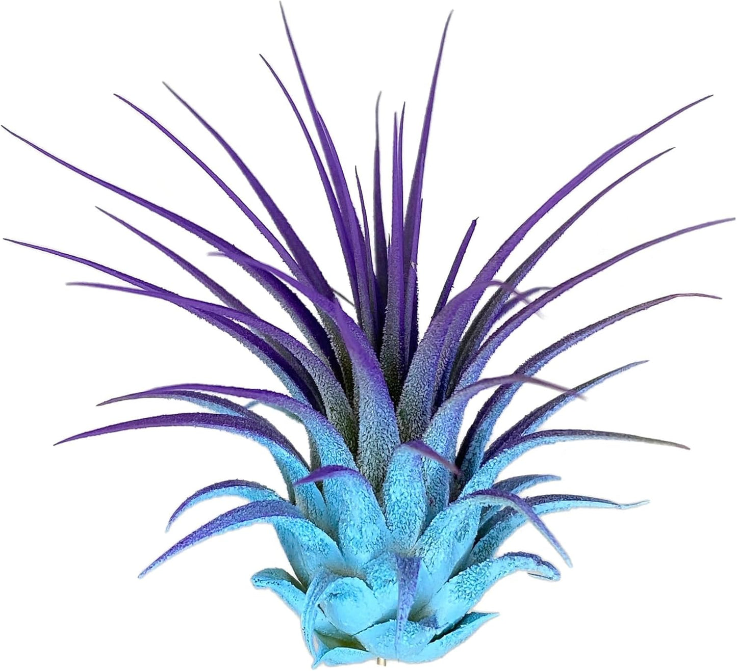 Ionantha Guatemala Tillandsia Air Plant, Guatemala Tillandsia Live Airplant, Healthy Arrival Guaranteed, Great Indoor Plant, Home Decor & Gift (Rainbow #5)