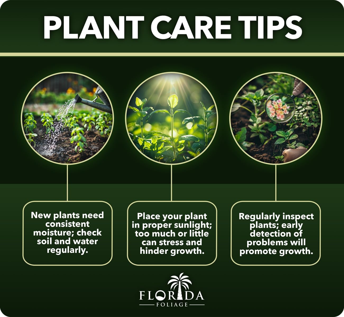 Juniper Procumbens Nana - 10 Live Plants - Drought Tolerant Evergreen Groundcover - Great for Bonsai