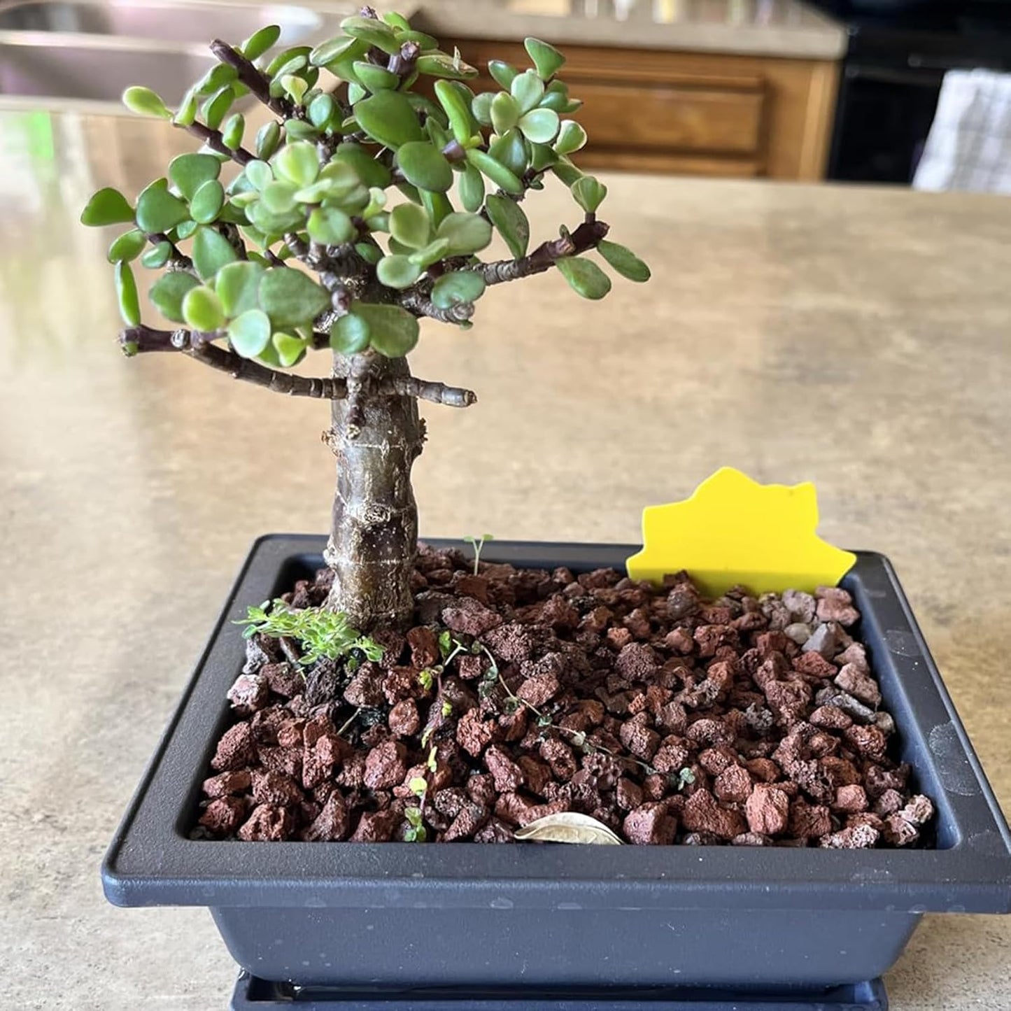 KINJOEK 3 PCS 14 Inch Plastic Bonsai Pots, Large Bonsai Training Pot with Drainage Trays, Rectangular Plant Bonsai Tree Pots for Garden, Indoor, Home Decorative