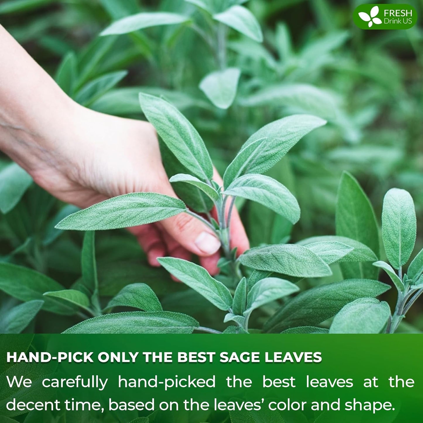 FreshDrinkUS, Premium 35 Sage Leaf Tea Bags, 100% Natural & Pure from Sage Leaves. Loose Leaf Sage Herbal Tea. Made with Natural Material Tea Bags. No Sugar, No Caffeine, No Gluten, Vegan.