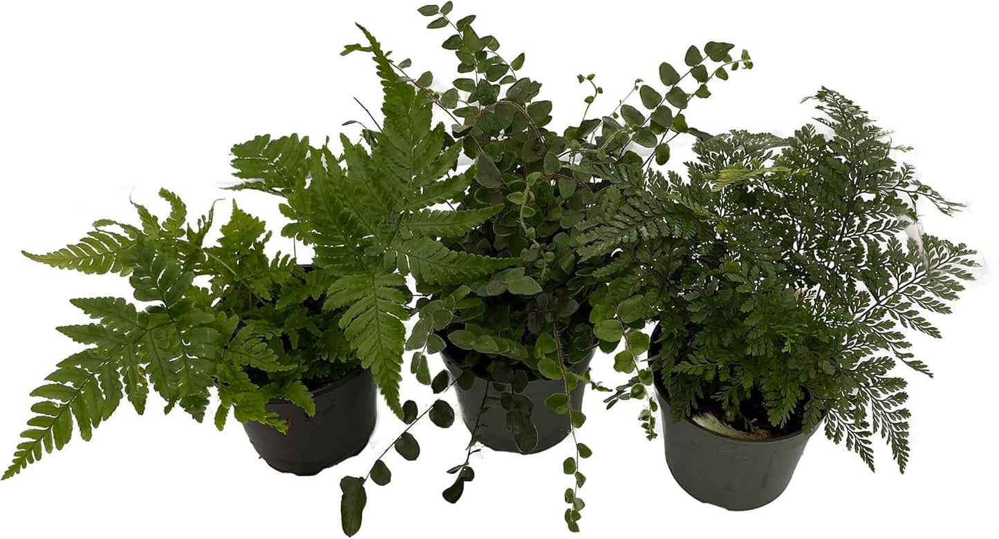 Fern Assortment - 3 Pack in 4" Pots
