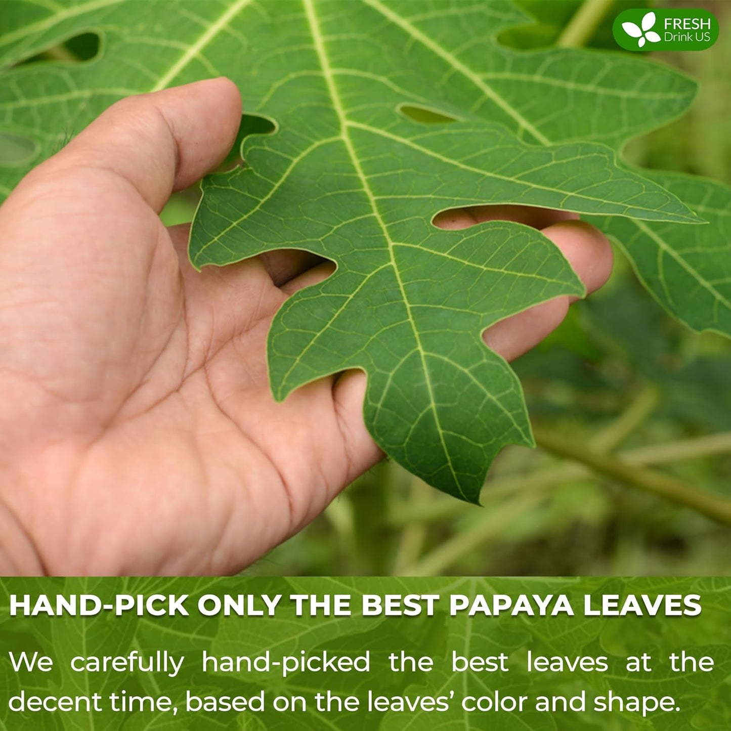 FreshDrinkUS, Premium 40 Papaya Leaf Tea Bags, 100% Natural & Pure. Loose Leaf Papaya Herbal Tea. Made with Natural Material Tea Bags. No Sugar, No Caffeine, No Gluten, Vegan.