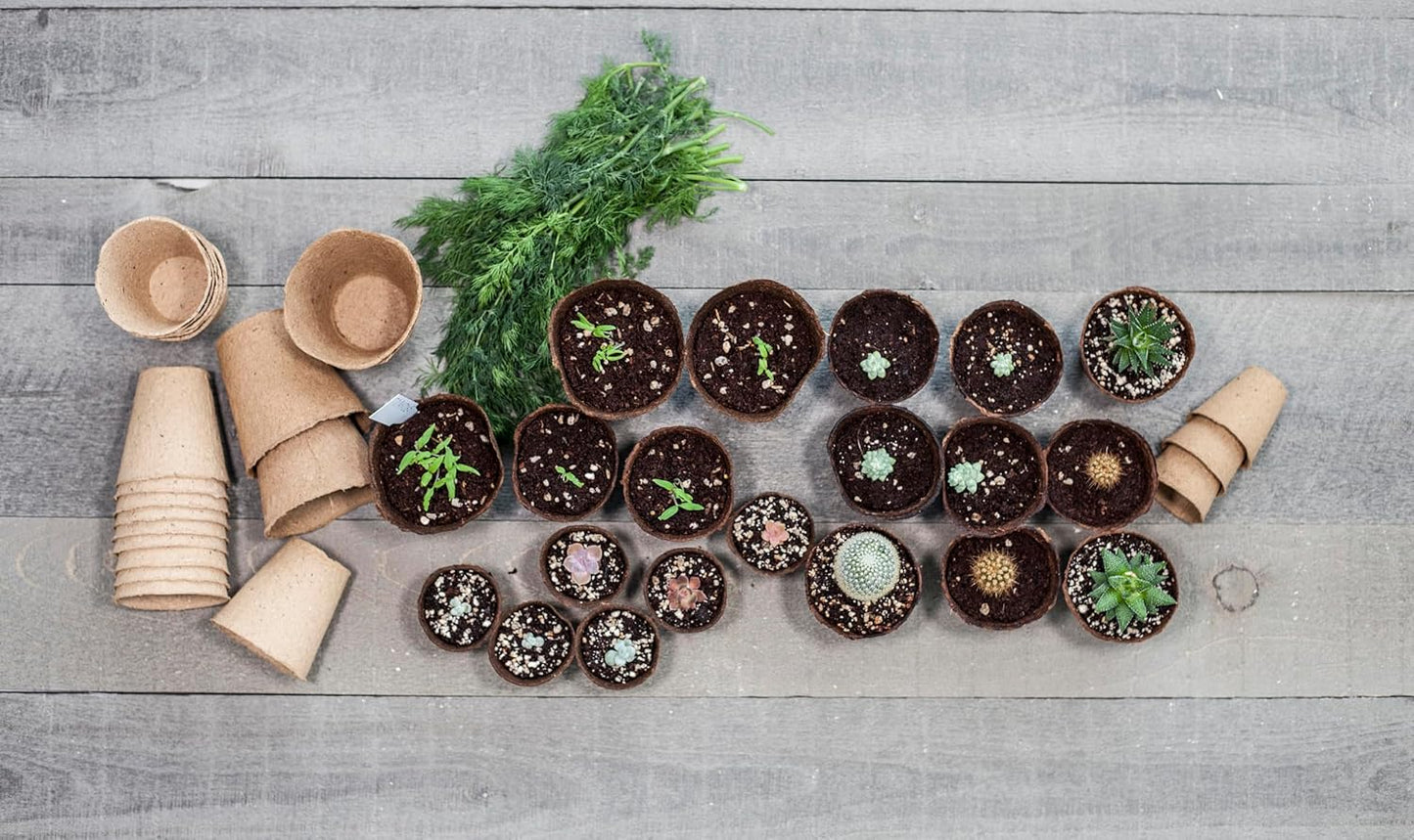 Daniel's Plants 4" Naked Pots | Large Natural Plantable Seed Starter Pots | OMRI-Listed Biodegradable for Seedlings | Enhanced Aeration | Earth Friendly - Peat Free | 10 Pack 4 Inch Round