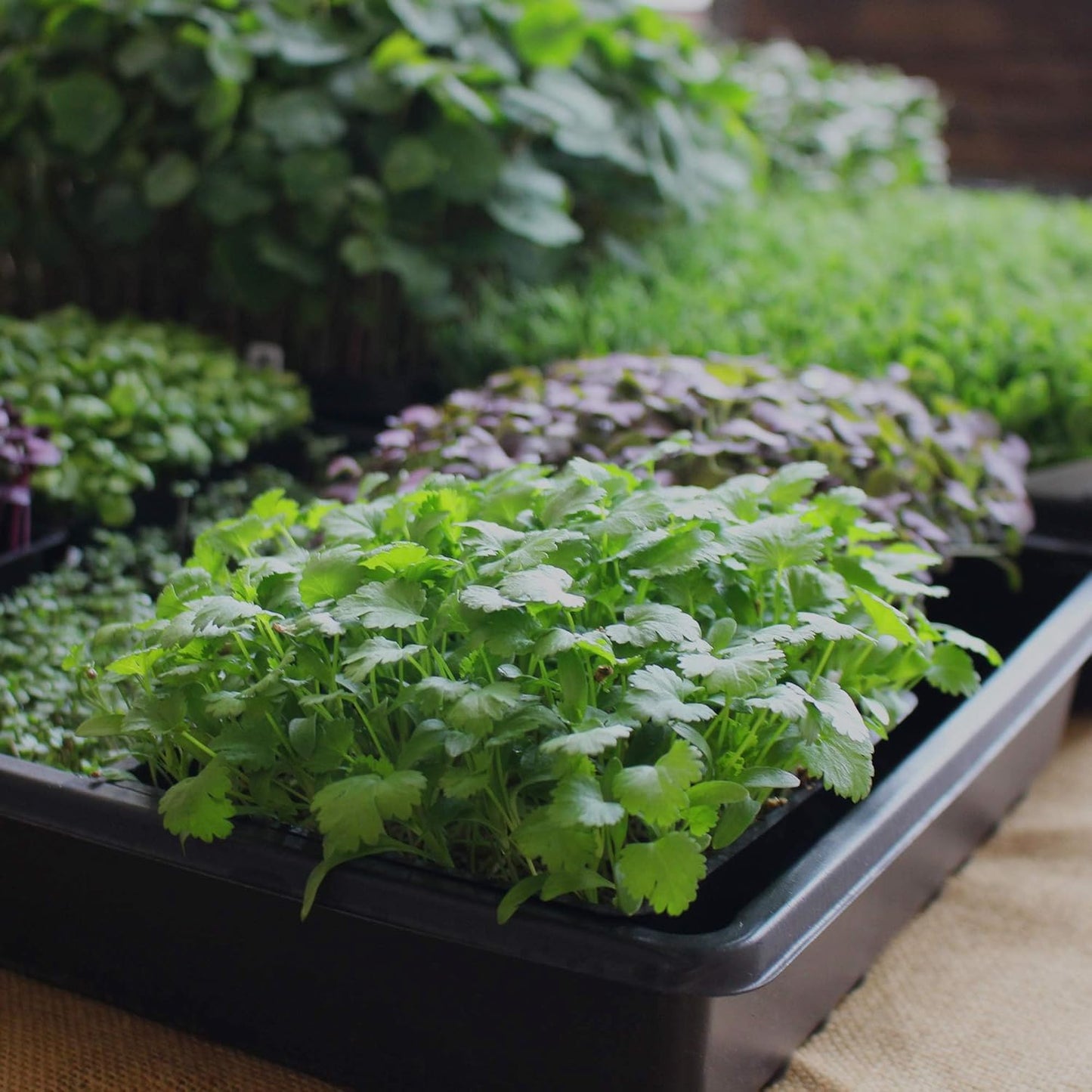 Minute Soil Organic Coco Peat 12 Pack ā Lightweight Growing Bricks Expand to 18 Gal ā Potting Mix for Microgreens, Herbs, Vegetables, Flowers, Indoor Containers, Seed Trays