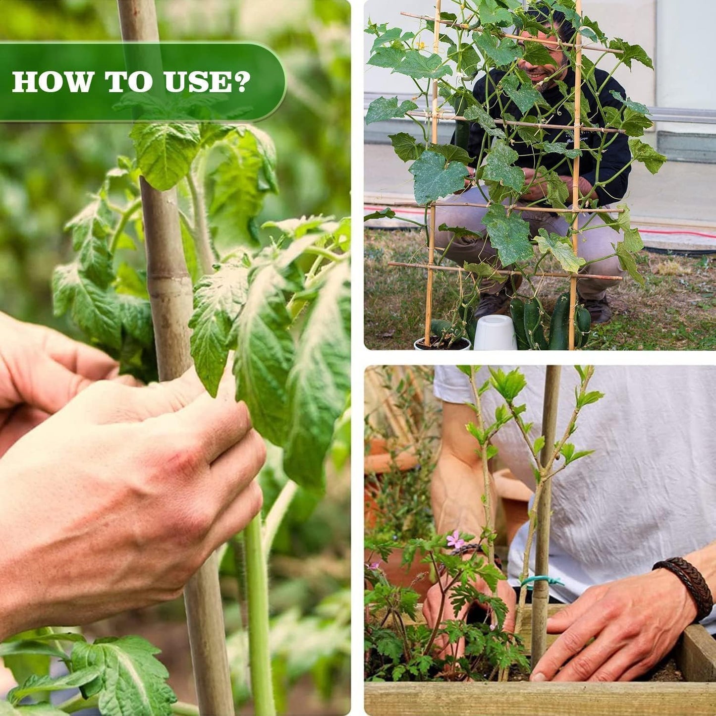 1/2" D 4.75 Feet Bamboo Stakes 50 Pack, Thicker Heavy-Duty Plant Stakes, Natural Garden Stakes for Bean, Tomato, Bean, Flowers,Trees Potted and Climbing Plant Support