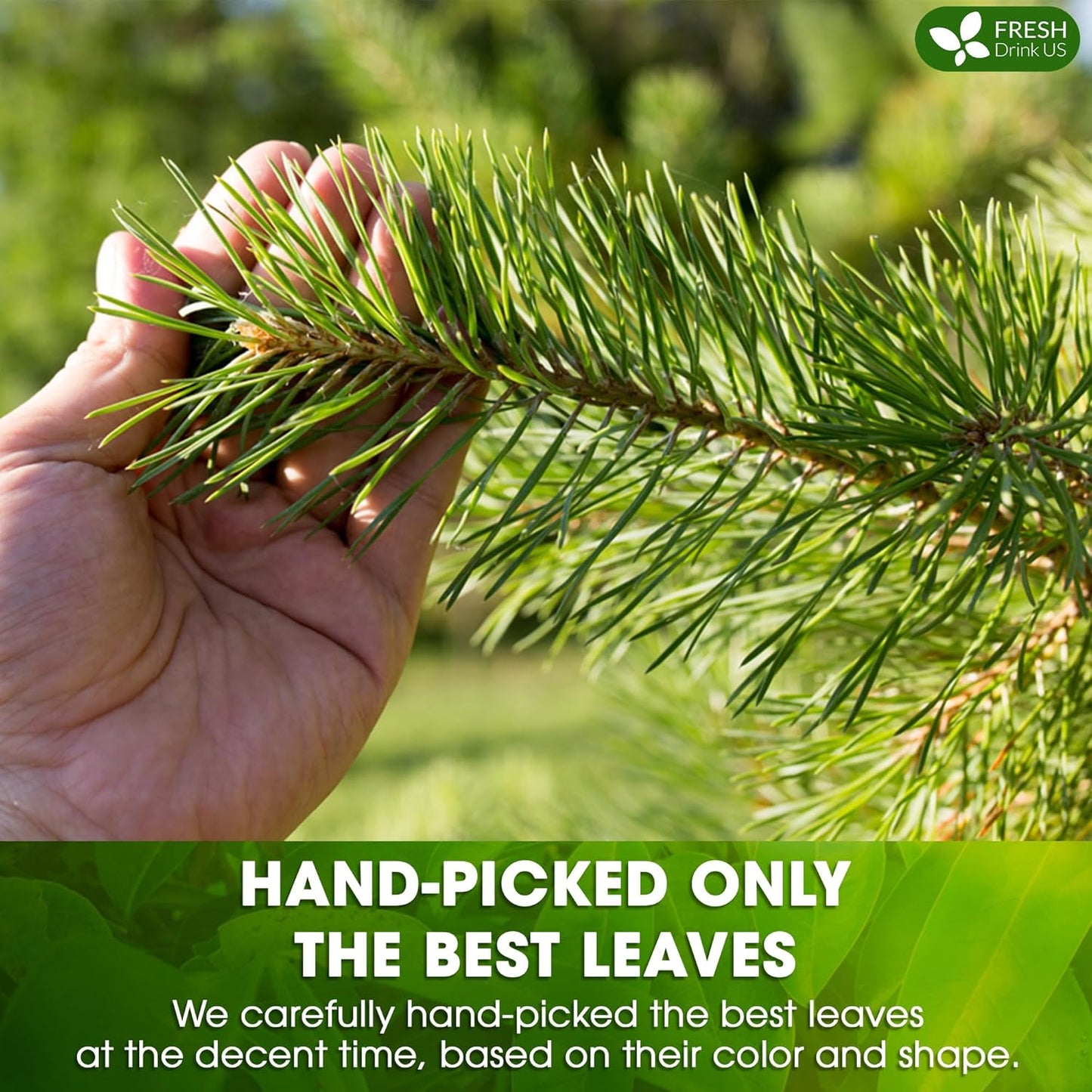 FreshDrinkUS, Pine Needle Tea Bags β 135 Tea Bags, Naturally Caffeine-Free, Refreshing Herbal Tea, Wild-Harvested Pine Leaves, Aromatic and Soothing β Non-GMO & Eco-Friendly Packaging