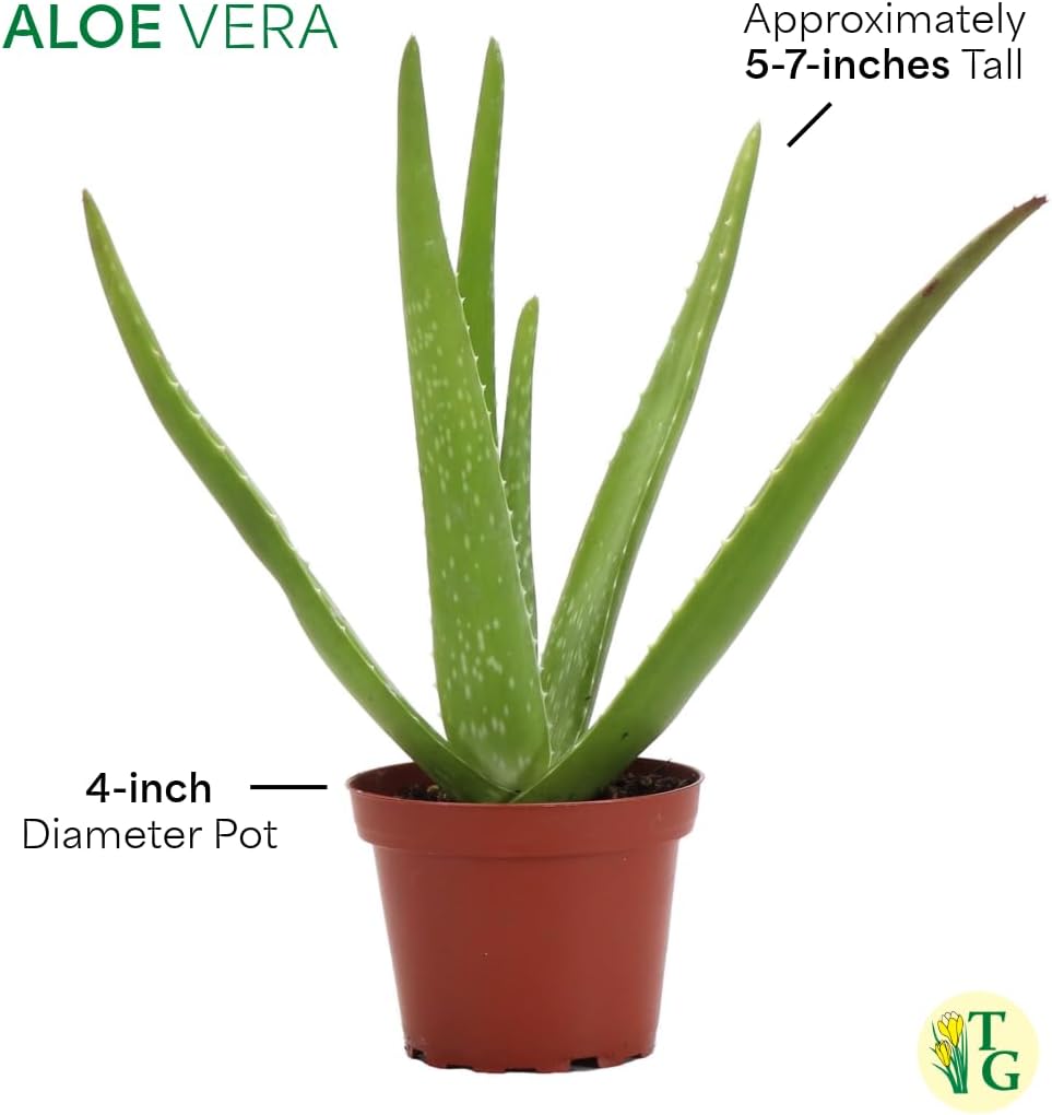 Thorsen's Greenhouse Aloe Vera, Live Indoor Plant, Aloe barbadensis, Easy to Grow, Succulent, Natural Air Purifier, 4" Diameter Pot (Brushed Silver)