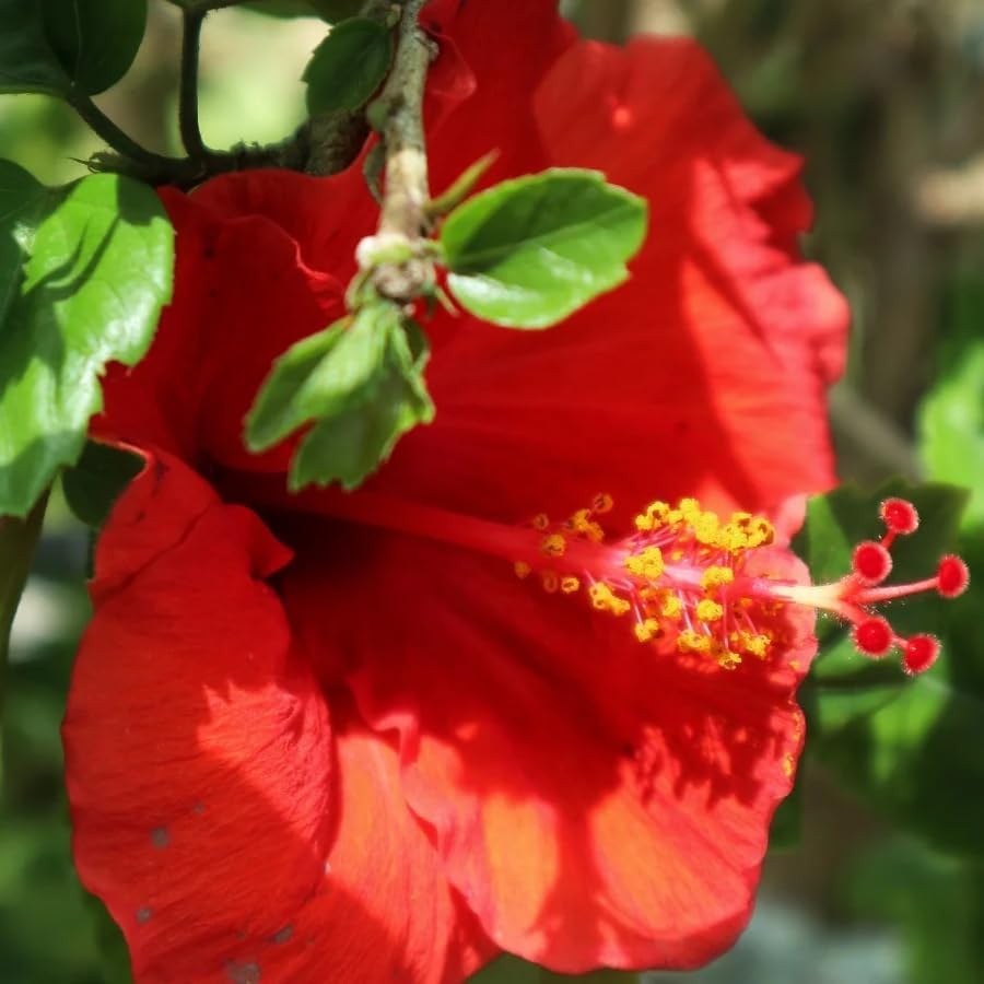 Red Hibiscus. rosa-sinensis. Live Plant - Tropical Blooming Hibiscus, Pretty Flowers, Used in Tea and Juice (2 red Hibiscus sacs)
