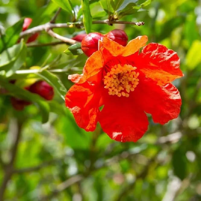 Live Pomegranate 'Wonderful' Plants (Punica Granatum 'Wonderful') - Fruit-Bearing, Drought-Tolerant, Easy to Grow (2 stevia sacs)