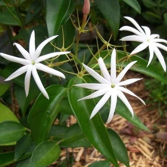 Live Angel Wing Jasmine (Jasminum Nitidum) Plants - Fragrant, White Blooming Evergreen Shrub for Any Garden (2 jas Angel sacs)