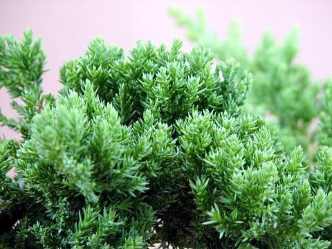 Japanese Juniper Bonsai Starter Tree - 4" pot - Juniperus procumbens 'Nana'+Bonsai Fertilizer Slow Release By-jmbamboo