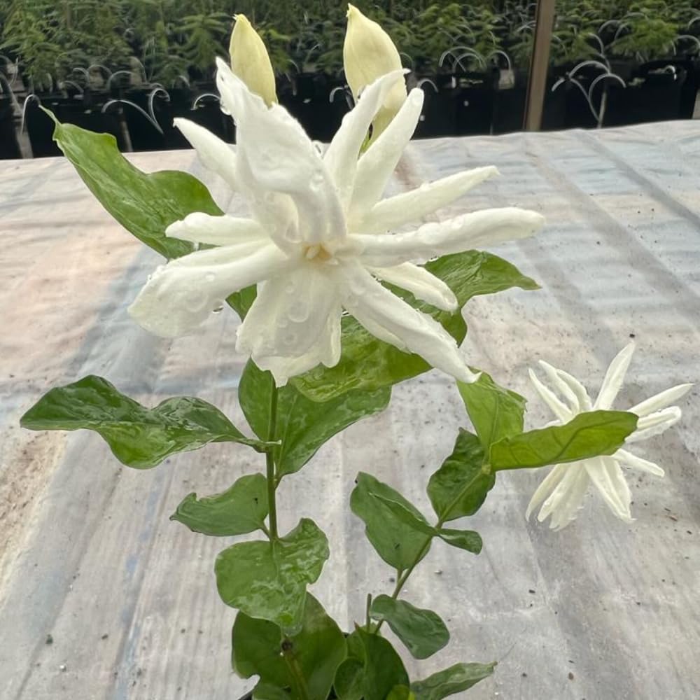 Jasmine Plants Live, Arabian Jasmine Plant Indoor, Fragrant Jasmines Flowers 4 to 7 Inch (Tropical Double)