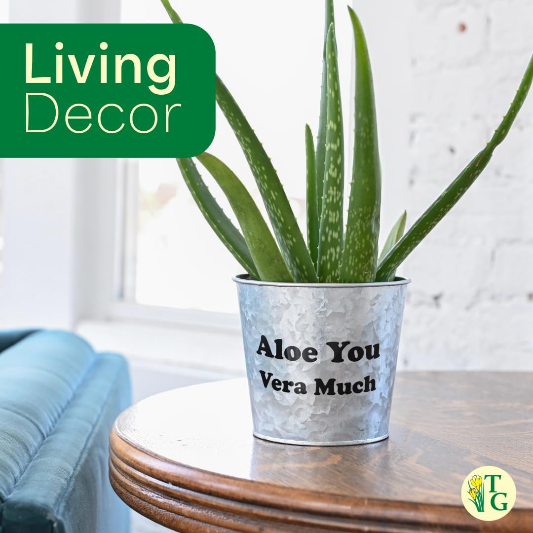 Thorsen's Greenhouse Aloe Vera, Live Indoor Plant, Aloe barbadensis, Easy to Grow, Succulent, Natural Air Purifier, 4" Diameter Pot (Brushed Silver)