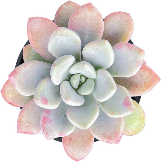 Live Succulent Echeveria 'Mottled Deer', Approx 2-inch Large, Potted Succulents, Fully Rooted, Easy Care House Plants
