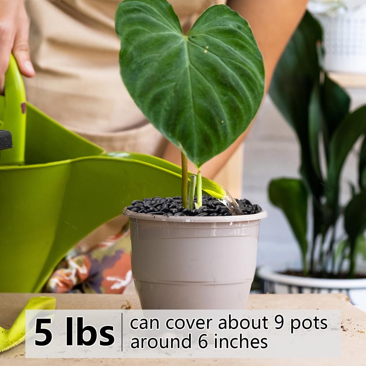 5LB Succulent and Cactus Black Pebbles, 3/8 Inch Natural Decorative Polished Stones, River Rocks for Indoor Plants, Vases, Planters and Outdoor Gardening