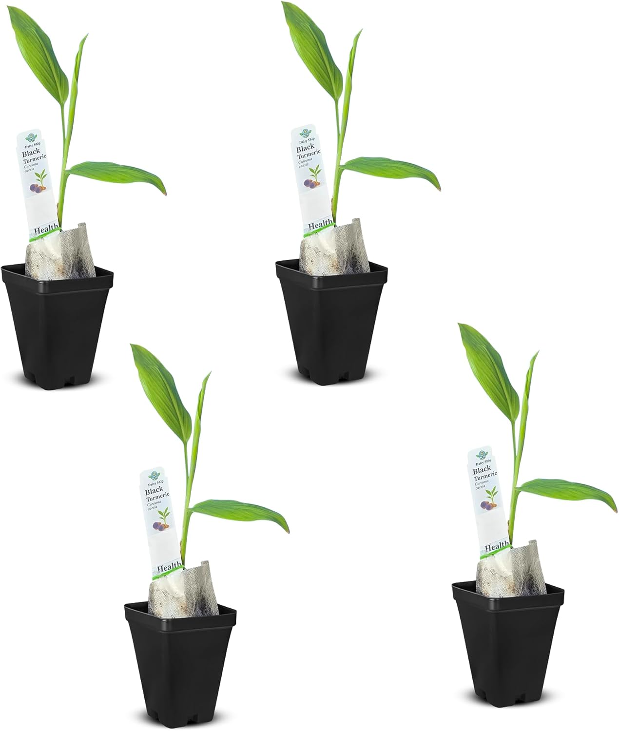 Premium Live Black Turmeric (Curcuma caesia) Plants - Rare Herbal Medicinal Plant, Perfect for Home Gardens (4 Black Turmeric Cups)