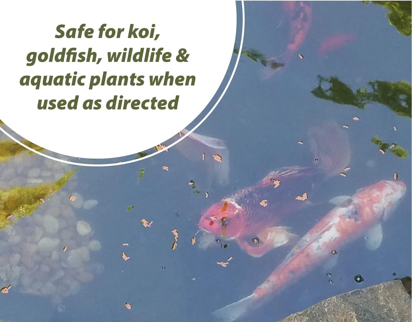 Bloom Buster Pond Algae Control - 64oz - Fast Acting Algaecide, Use in Fountains & Outdoor Ponds Containing Koi & Other Fish - EPA Registered