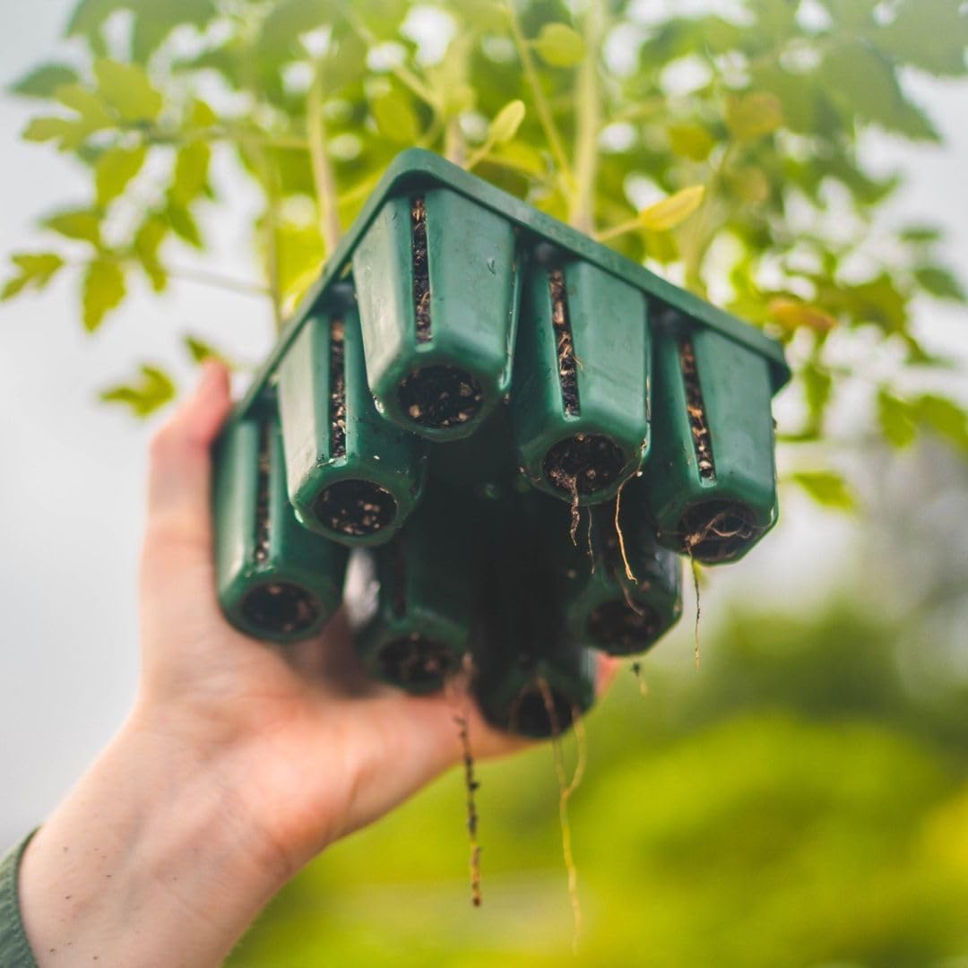 Vego garden Seedling Suite Products, 4 Pack Standard Seedling Trays with Seedling Tray Lids and 10" x 10" Bottom Watering Trays