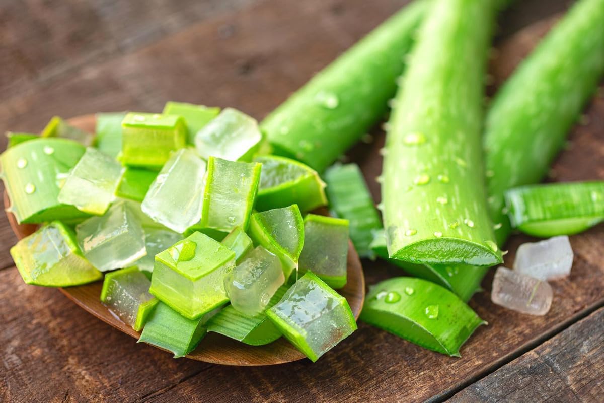 Aloe Vera Plant Live, Live Aloe Vera Plant Indoor, 4 Inc Potted, Succullent Plant Live for Gardening