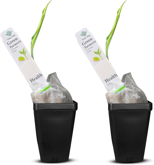 Green Turmeric Live Plant - (Curcuma aeruginosa) - Rare Medicinal Herb, Vibrant Pink Flowers, Ideal for Tropical Gardens (2 Green Turmeric Cups)