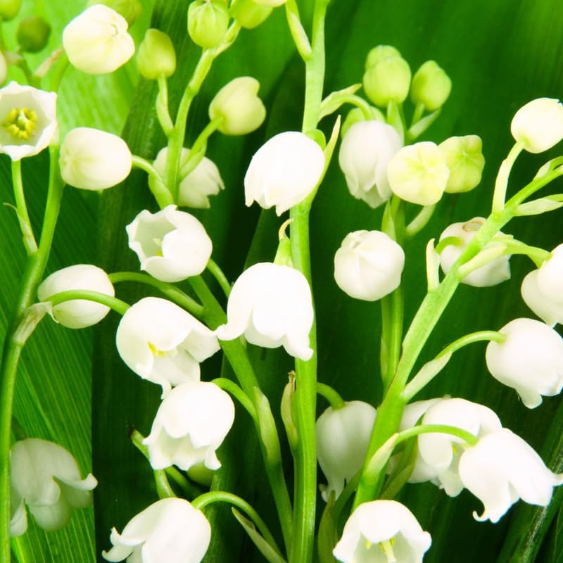 10 Lily of The Valley Flower Bulbs, White Lilies of The Valley Bare Roots for Planting, Outdoor Indoor Flowering Plants