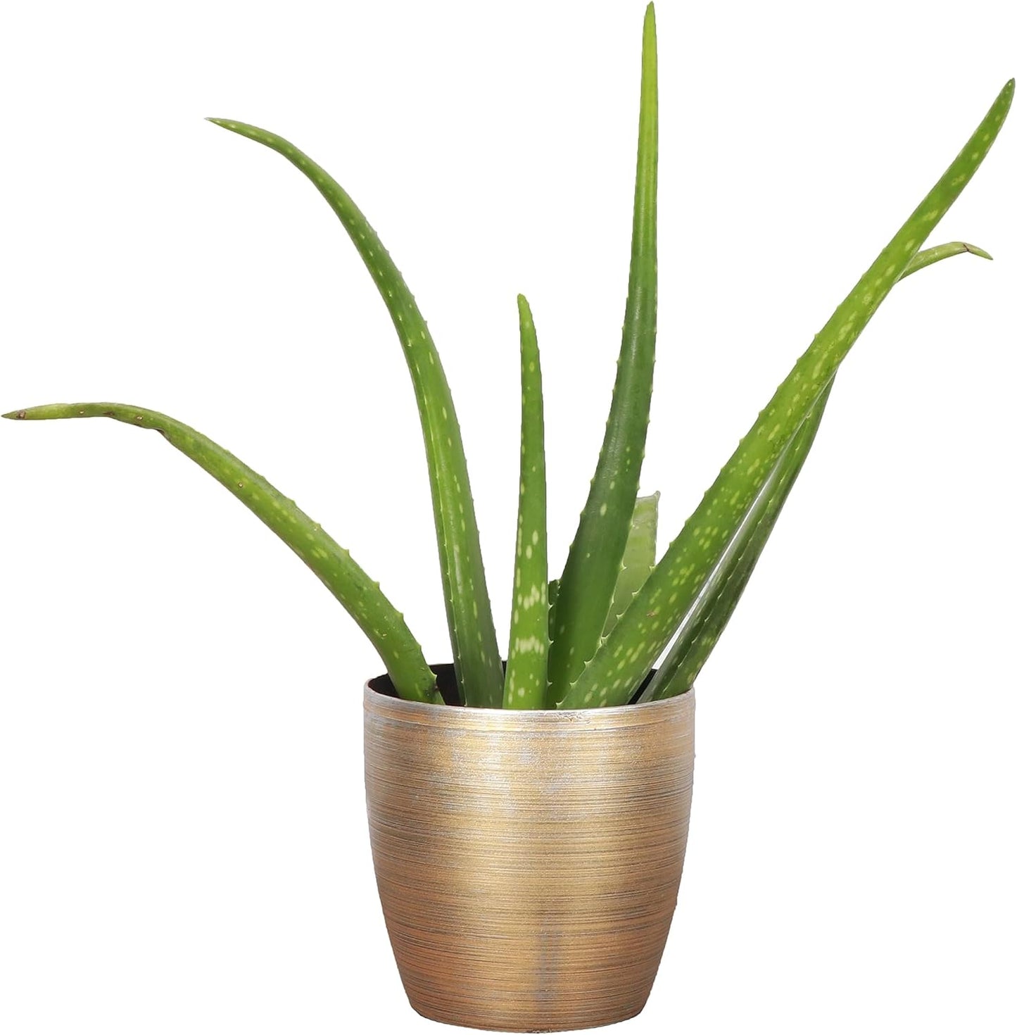 Thorsen's Greenhouse Aloe Vera, Live Indoor Plant, Aloe barbadensis, Easy to Grow, Succulent, Natural Air Purifier, 4" Diameter Pot (Gold)