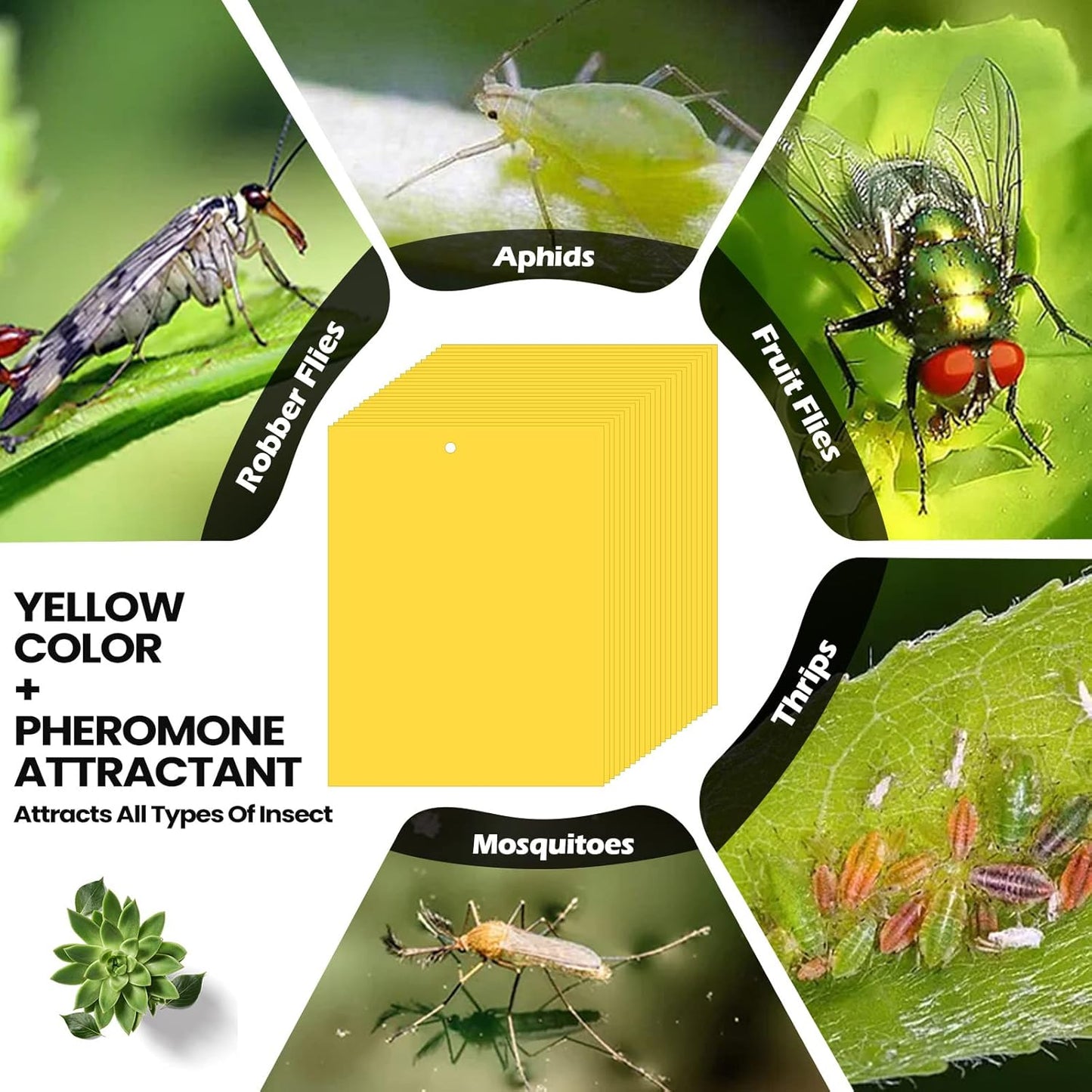 Qualirey 100 Pcs 6 x 8 Inch Sticky Traps for Plant Double Sided Sticky Trap for Gnats with Twist Ties Fly Traps for Fruit Insect Fungus Bugs Indoor Outdoor (Yellow)