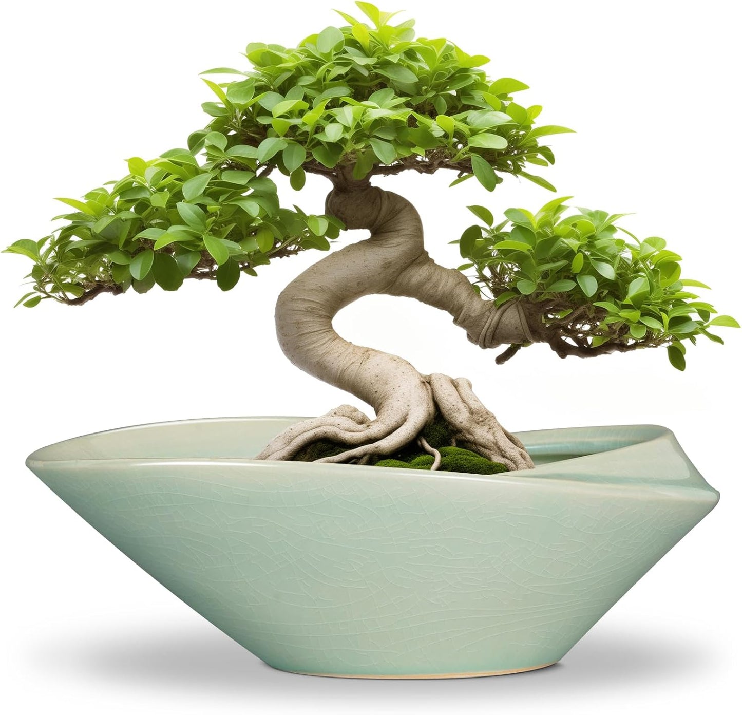 Bonsai Pot - 12 Inch Ceramic Planter Pot with Drainage Hole Large Modern Planter Decorative Glazed Succulent Plant Pot for Indoor Outdoor Plants Green