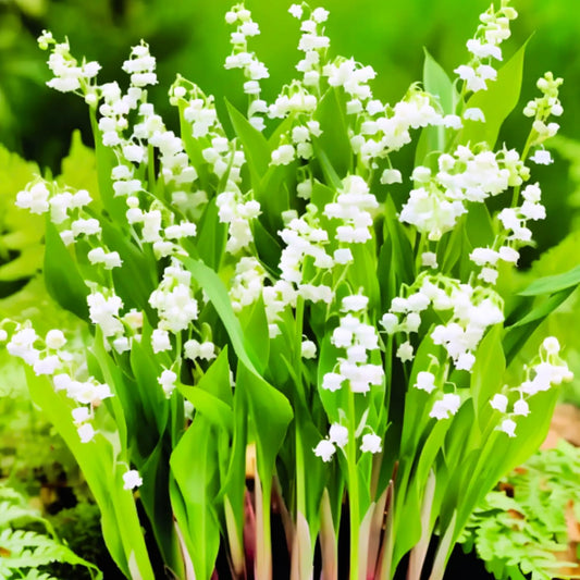 10 Lily of The Valley Flower Bulbs, White Lilies of The Valley Bare Roots for Planting, Outdoor Indoor Flowering Plants