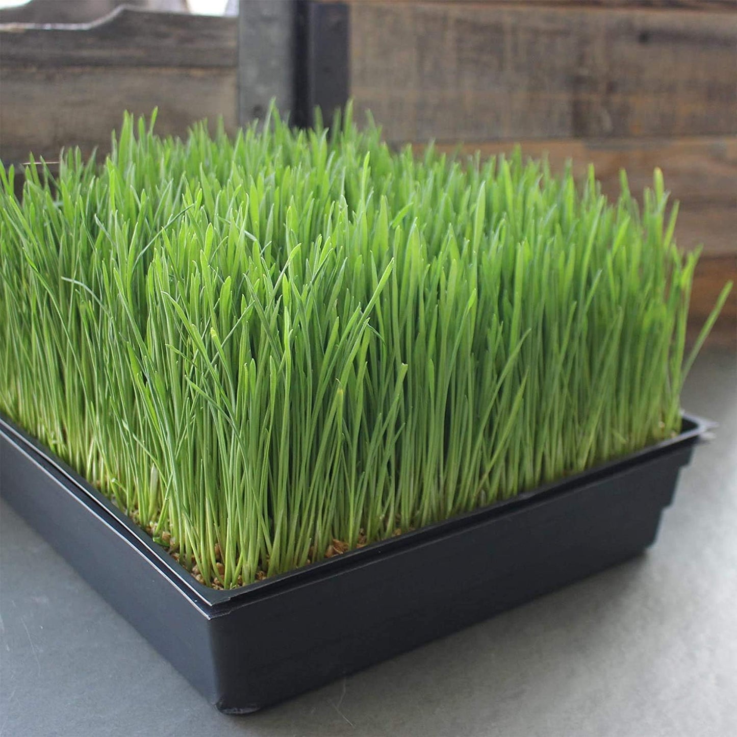 10" x 10" Garden Growing Trays with Drain Holes - 5-pack Recyclable Plastic Plant Trays for Wheatgrass Sprouting Tray, Microgreens Growing Trays, Hydroponic Trays, Nursery Flats, & Greenhouse Supplies