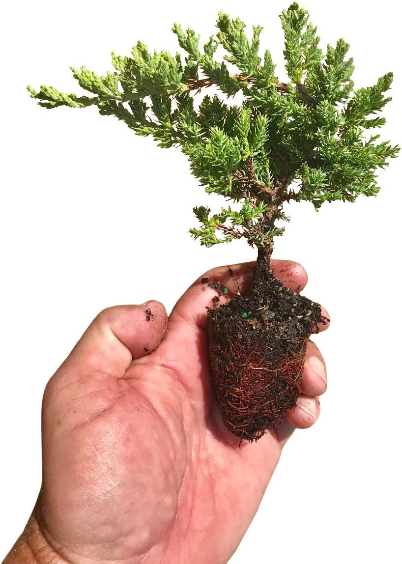 Juniper Procumbens Nana - 30 Live Plants - Drought Tolerant Evergreen Groundcover - Great for Bonsai
