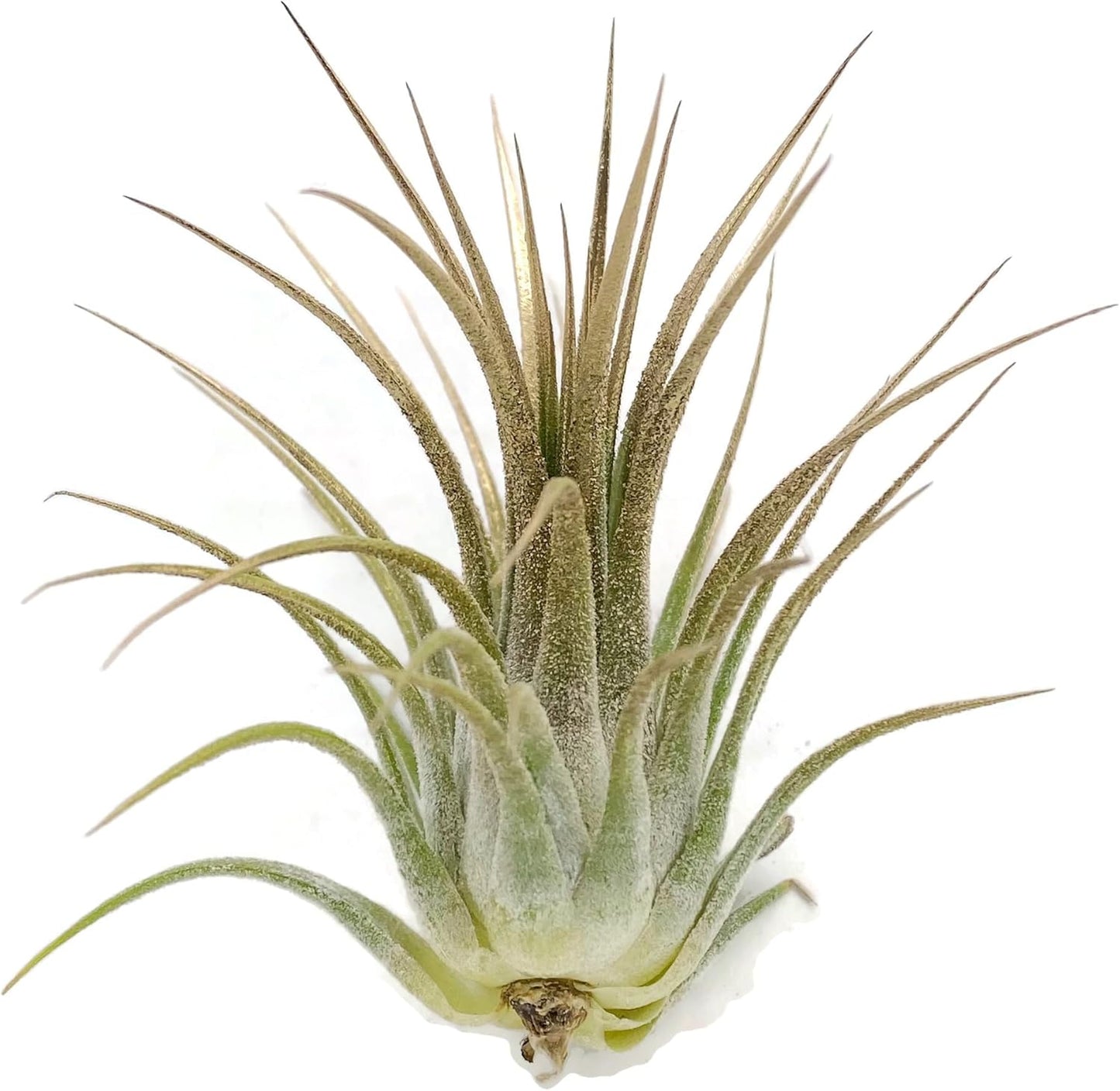Ionantha Guatemala Tillandsia Air Plant, Guatemala Tillandsia Live Airplant, Healthy Arrival Guaranteed, Great Indoor Plant, Home Decor & Gift (Gold)