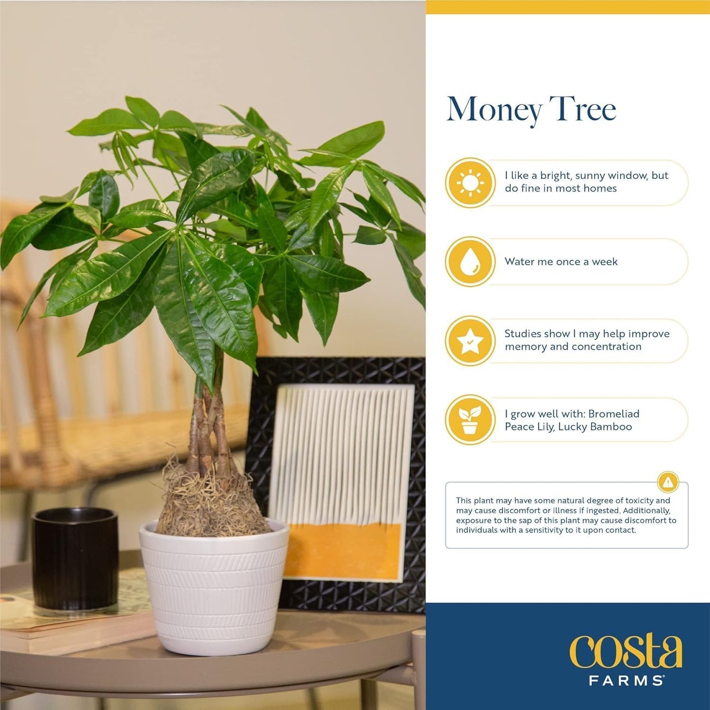 Costa Farms Money Tree Live Plant | 8-10 Inches Tall | Easy to Grow Indoor Houseplant in 2.5 Inch Cute Planter | Live Bonsai Home, Office, or Room Decor | Gardening, Birthday, and Housewarming Gift