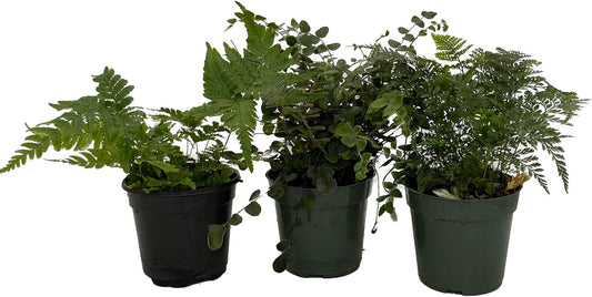 Fern Assortment - 3 Pack in 4" Pots