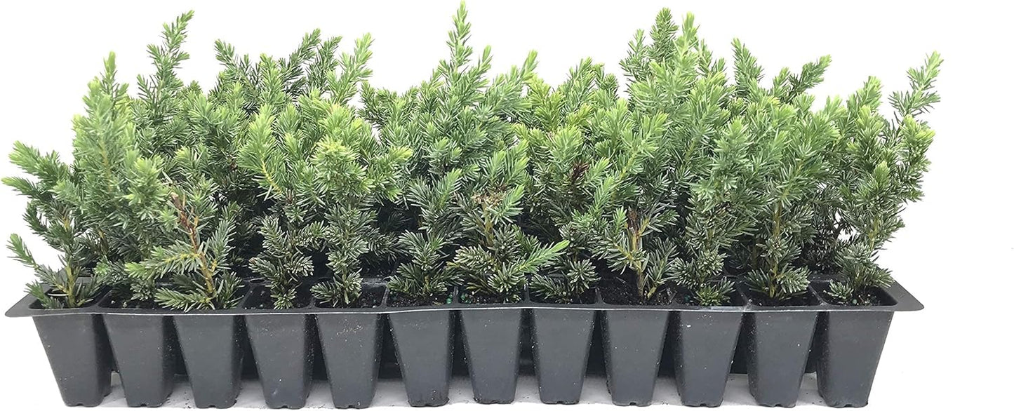Juniper Blue Pacific - 30 Live Plants - Drought Tolerant Cold Hardy Evergreen Ground Cover