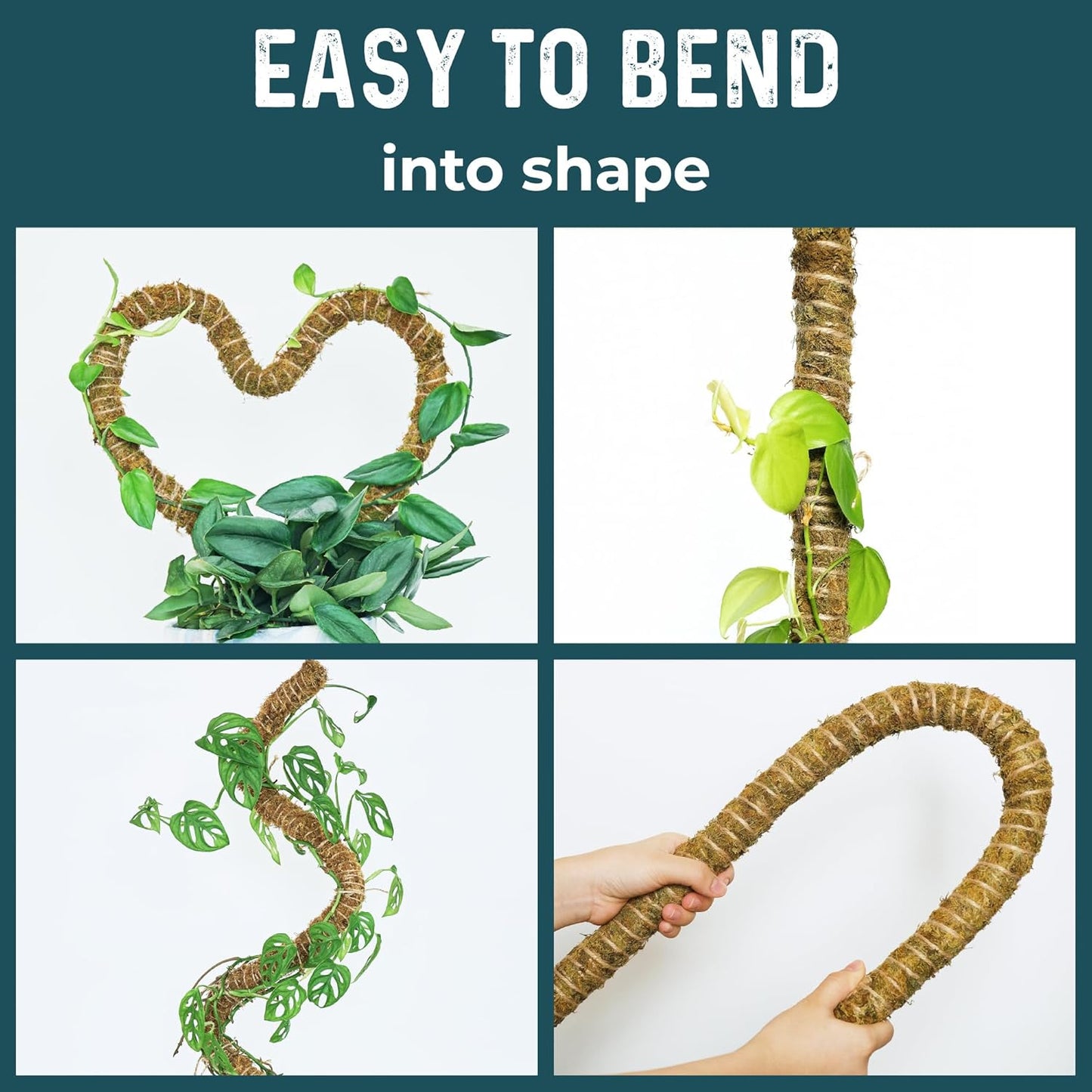 2 Pack 42'' Bendable Moss Pole Monstera Plant Support - Real Forest Moss for Climbing Indoor Plants - Stakes for Potted Climbers - Tall Sticks Indoor Trellis for Houseplants - Pot Accessories