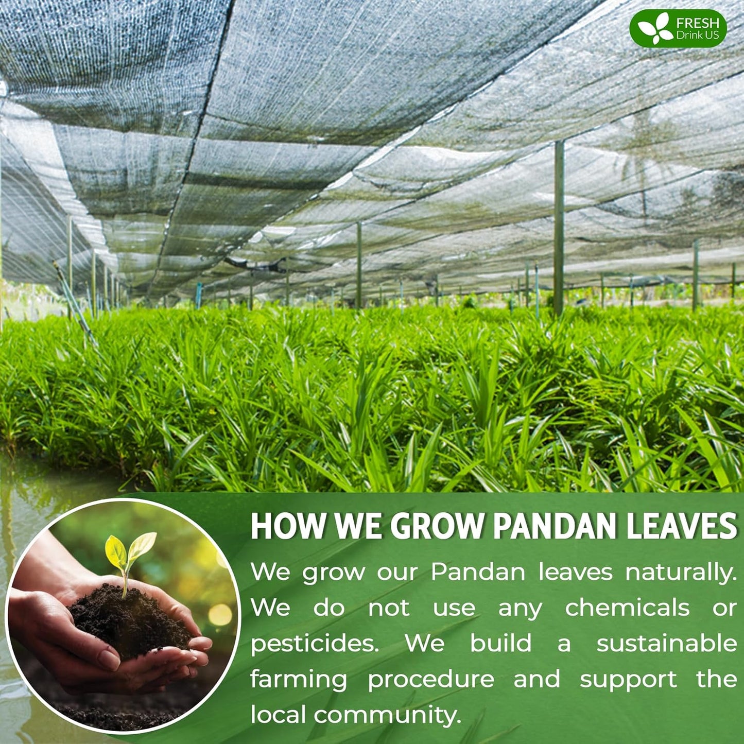 FreshDrinkUS, Premium 15 Pandan Leaf Tea Bags, 100% Natural & Pure from Pandan Leaves. Loose Leaf Pandan Herbal Tea. Made with Natural Material Tea Bags. No Sugar, No Caffeine, No Gluten, Vegan. (15 Tea bags)