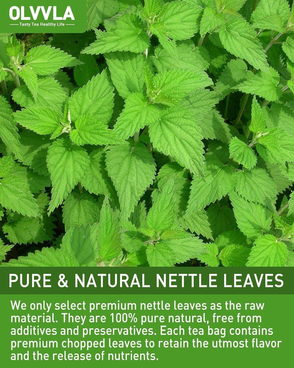 Olvvla - Premium Nettle Leaf Tea - 1.5g X 60 Count - 100% Pure Natural Stinging Nettle Tea Bag - Caffeine-free - Non-GMO - Rich in Antioxidants & Support Bone Health
