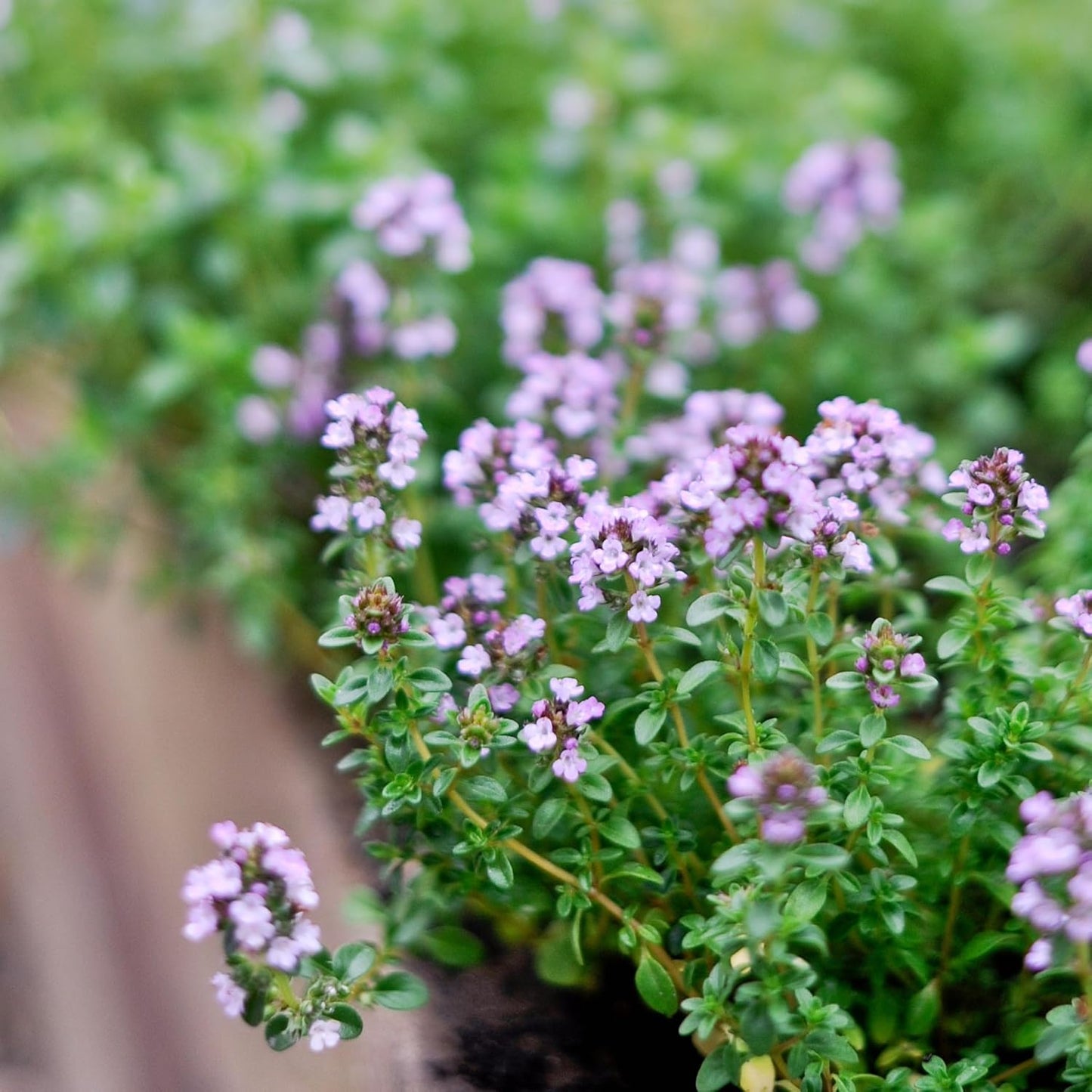 German Thyme Plants - Perfect for Indoor or Outdoor Gardening, High in Antioxidants, Fragrant and Flavorful Herb (2 ger Thyme Cups)