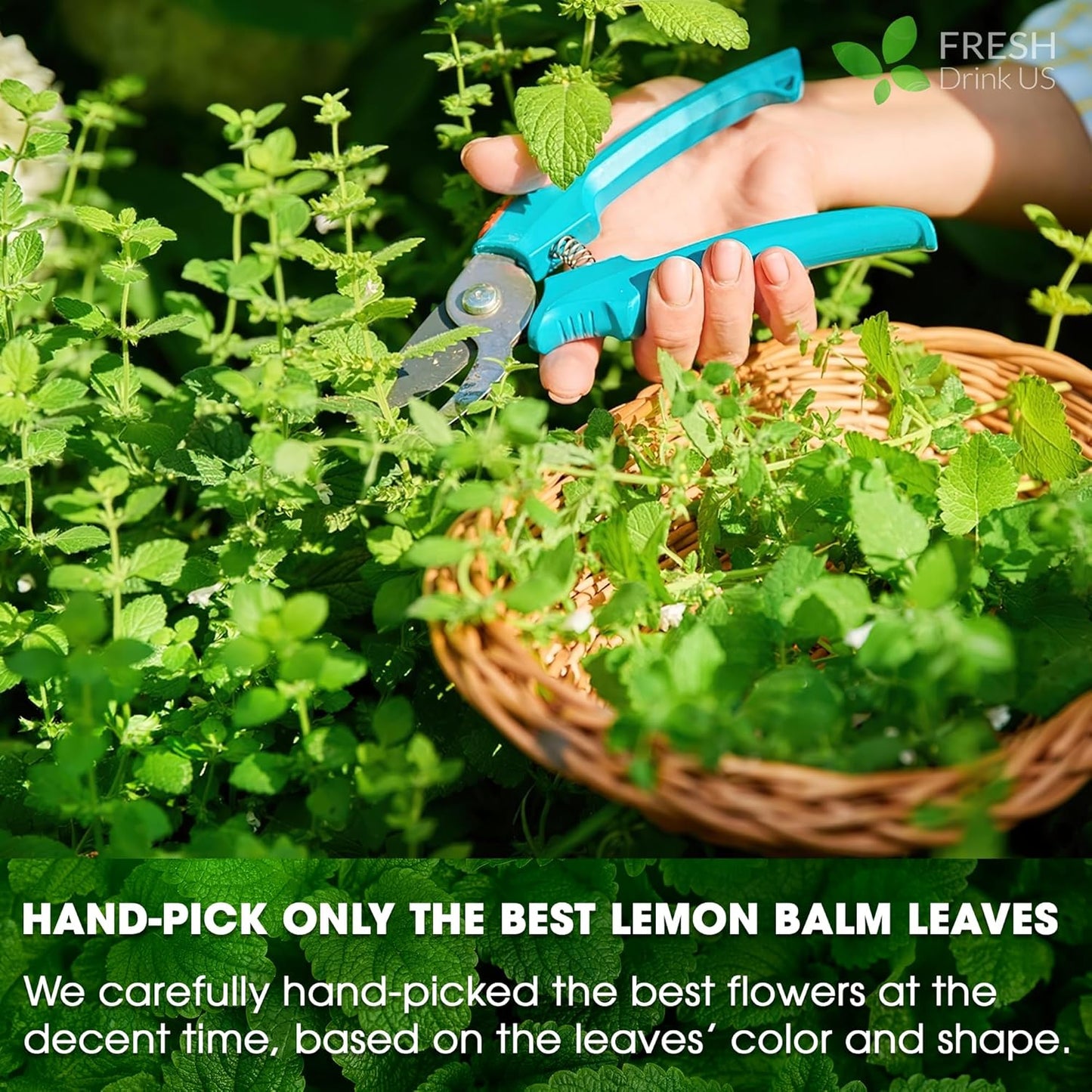 FreshDrinkUS, Premium 120 Lemon Balm Leaf Tea Bags, 100% Natural & Pure from Lemon Balm Leaves. Loose Leaf Lemon Balm Herbal Tea. Lemon Balm Leaf Tea. No Sugar, No Caffeine, No Gluten, Vegan. Lemon Balm Tea