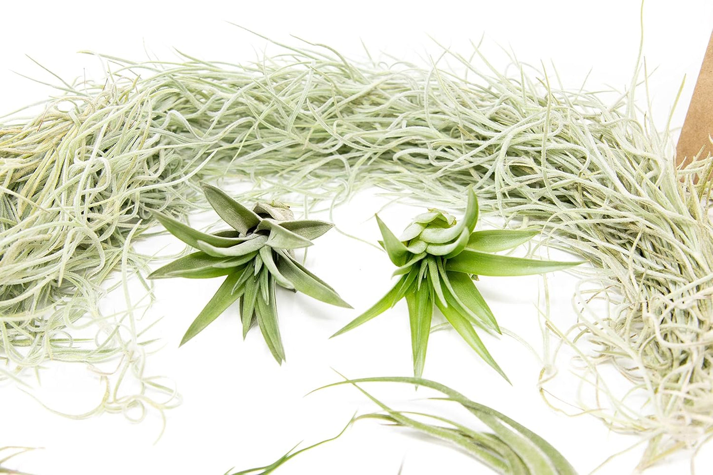10 Pack Grab Bag Air Plants Gift Wrapped with Tillandsia Usneiodes Spanish Moss - Live Tillandsia - Easy Care House Plant - Succulents - 30 Day Guarantee