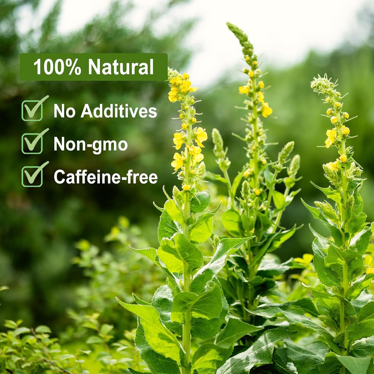 FullChea - Mullein Leaf Tea, 2.5oz/71g - Mullein tea for lungs - Naturally Loose Leaves Herb, Cut & Sifted - Non-GMO - Caffeine-free - Support Respiratory Health