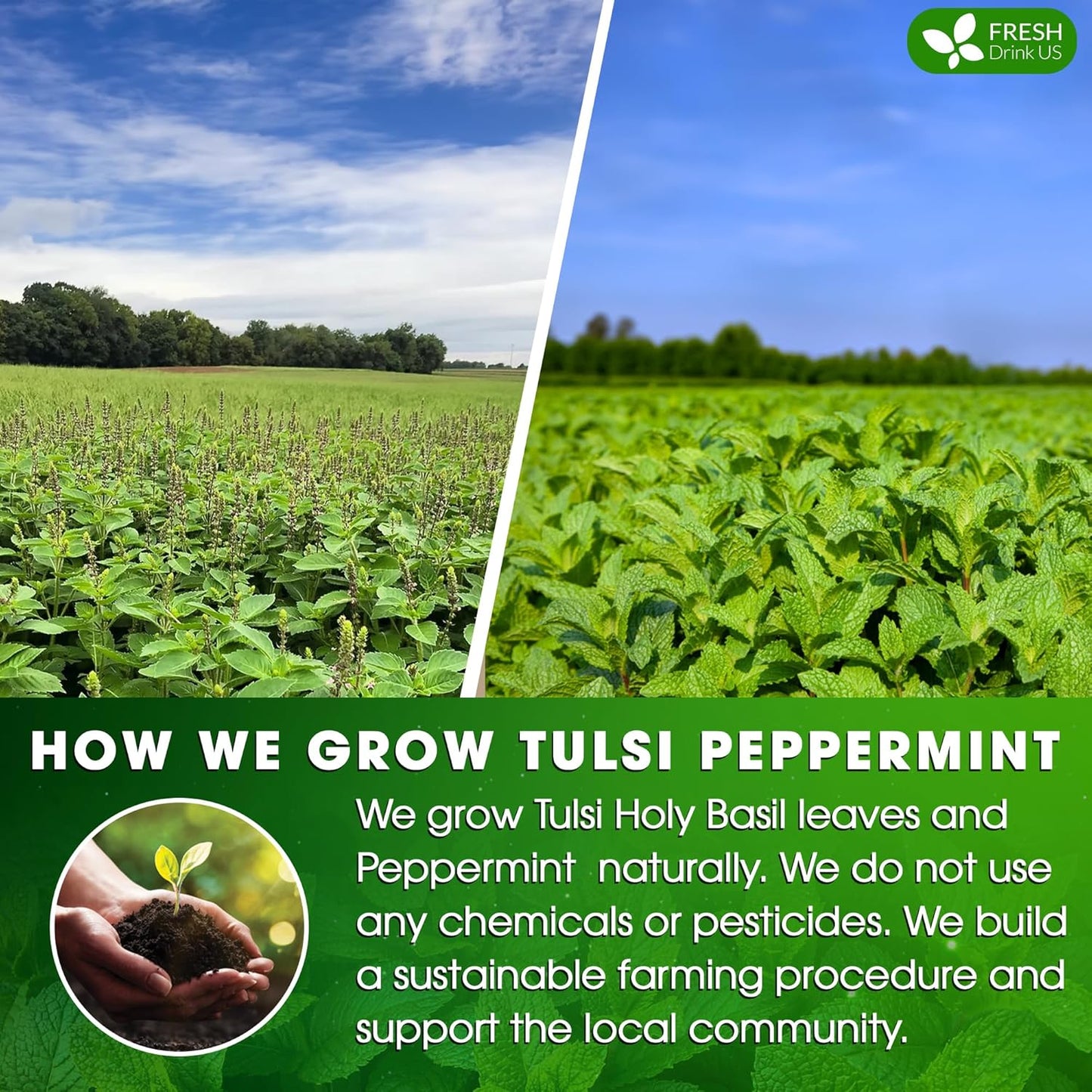 FreshDrinkUS, Premium Tulsi Peppermint Herbal Tea – 135 Tea Bags, 100% Natural, Blend of Tulsi Holy Basil Leaves, and Peppermint Leaves. Made with Natural Material Tea Bags. No Sugar, Vegan.