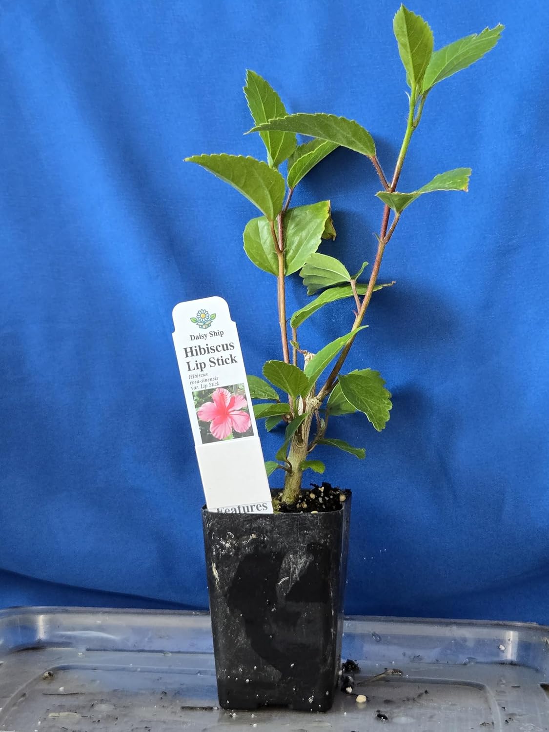 Pink Hibiscus. rosa-sinensis. Live Plant - Tropical Blooming Hibiscus, Pretty Flowers, Used in Tea and Juice (4 Pink Hibiscus Cups)