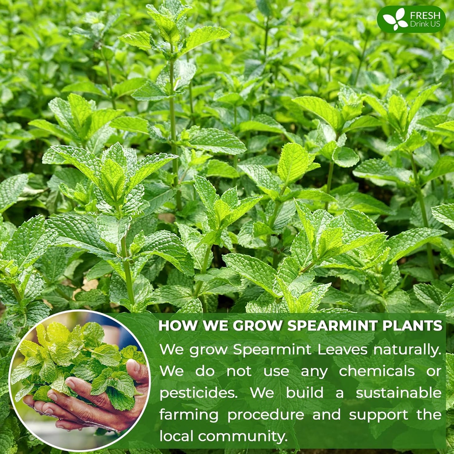 FreshDrinkUS, Premium 45 Spearmint Tea Bags, 100% Natural Spearmint Leaves. Loose Leaf Spearmint Herbal Tea. Spearmint Leaf Tea. No Sugar, No Caffeine, No Gluten, Vegan.