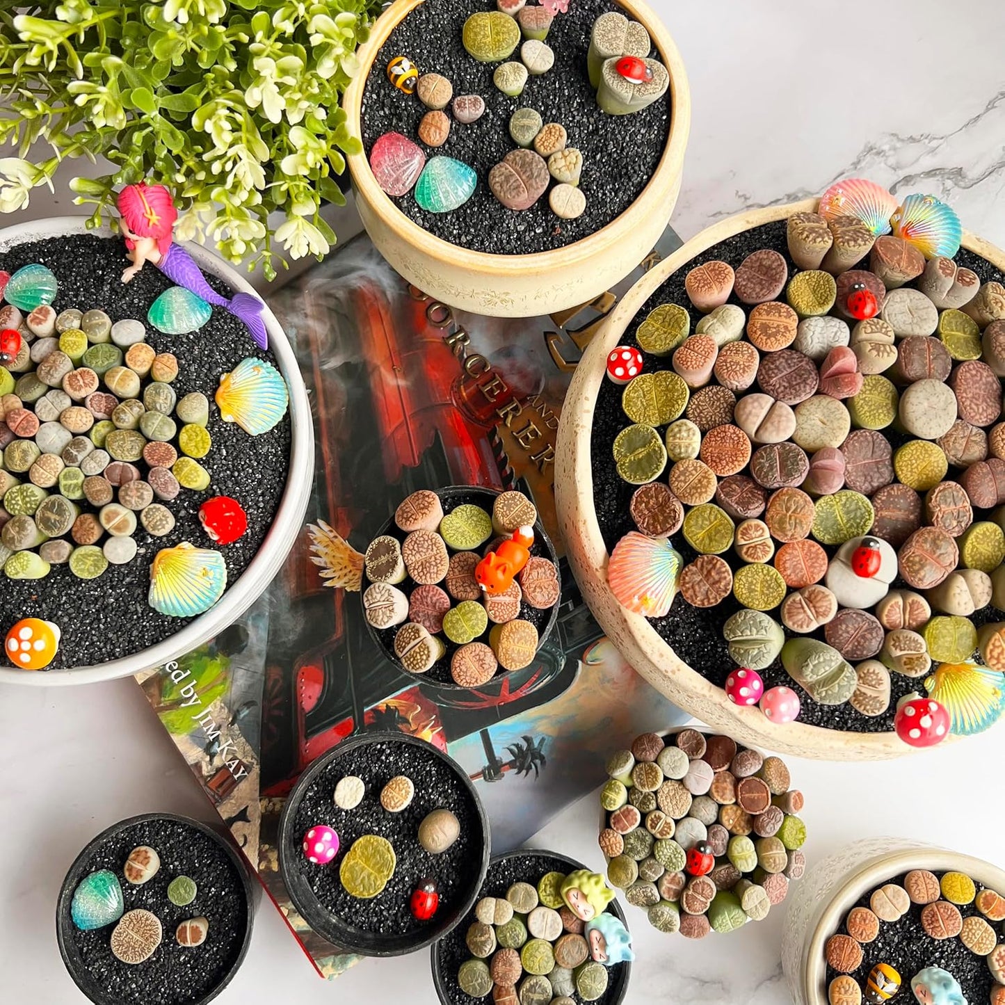Lithops Random Mix Rare Live Succulent Plants, 30/50/100 Pcs Succulent Live Plant, Bare Root Without Pot & Soil, Indoor Office, Friend Plant Lovers Gifts