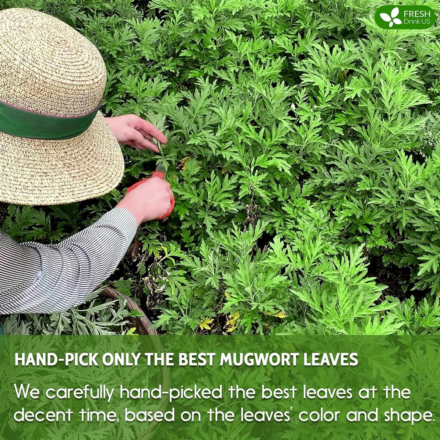 FreshDrinkUS, Premium 90 Mugwort Leaf Tea Bags, 100% Natural and Pure Mugwort Leaves. Loose Leaf Mugwort Herbal Tea. Mugwort Leaf Tea. No Sugar, No Caffeine, No Gluten, Vegan. (90 Tea Bags)