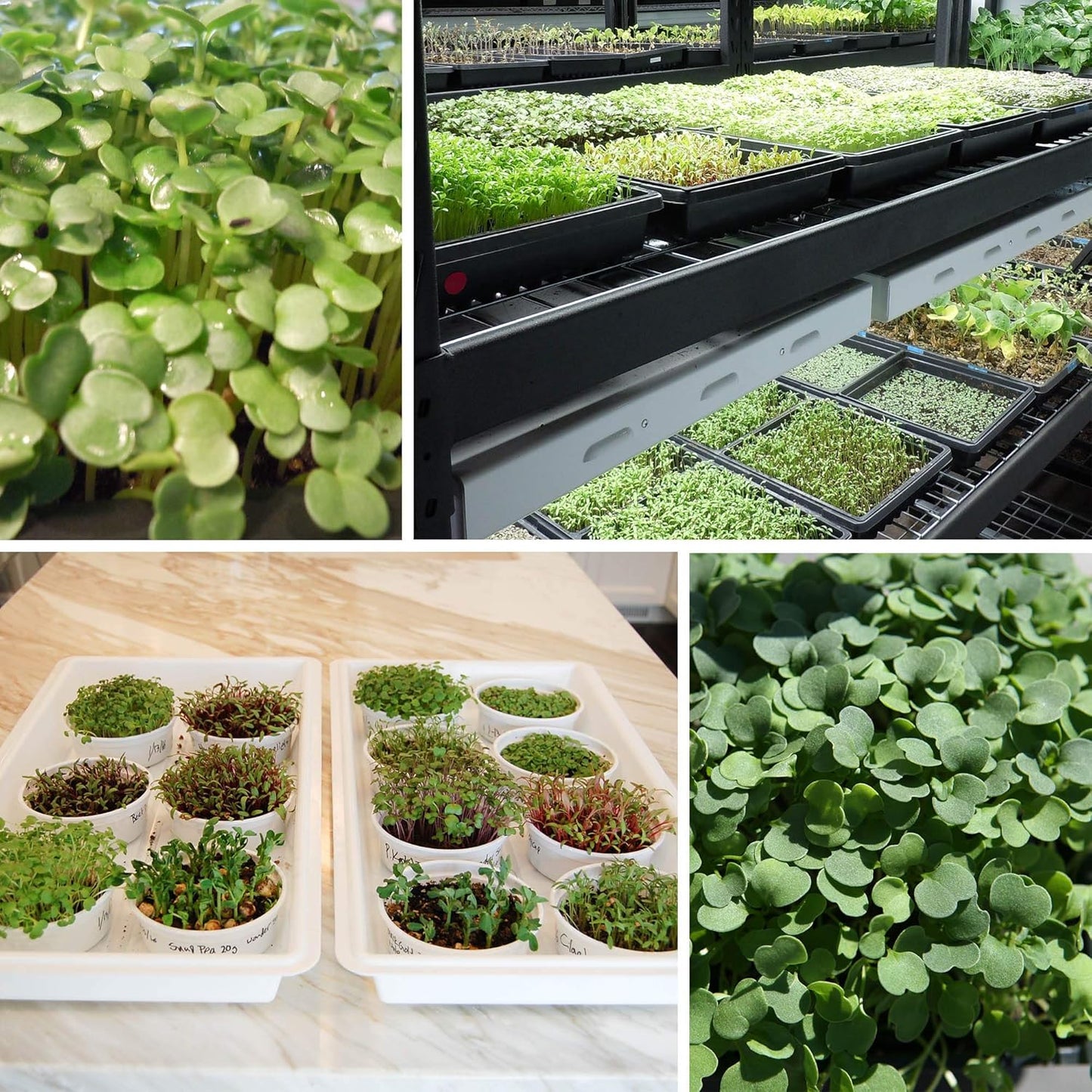 Handy Pantry Black Plastic Garden Tray Inserts - 10 Sheets of 36 Planting Pot Cells Each - 2x3 Nested x6 Configuration - Perforated - Nursery, Greenhouse, Gardening