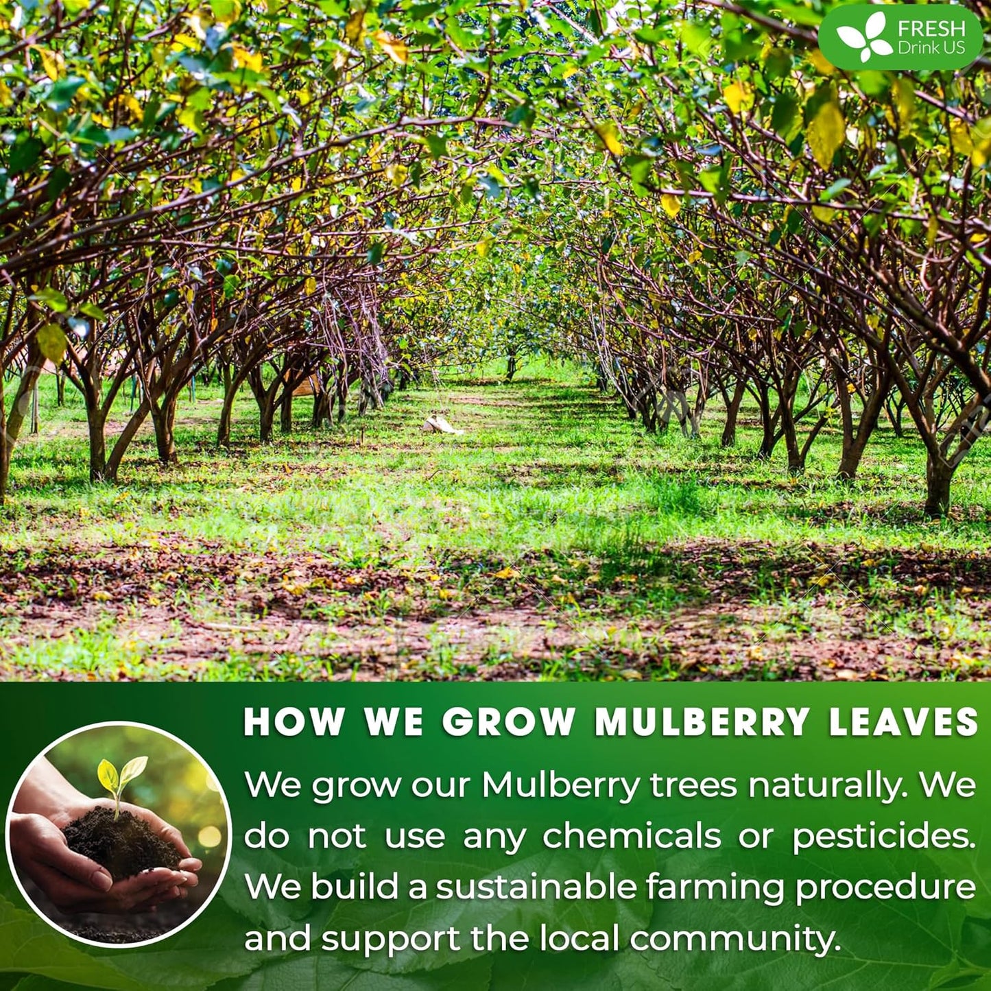 FreshDrinkUS, Permium 8oz Mulberry Leaves, 100% Natural & Pure from Mulberry Leaves, Mulberry Leaf Tea, Mulberry Loose Leaf Herbal Tea, No Additives, No Caffeine, Vegan